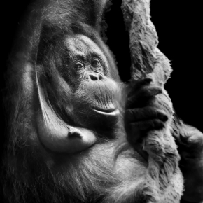 orang-oetan (pongo pygmaeus) 8-2025 2015